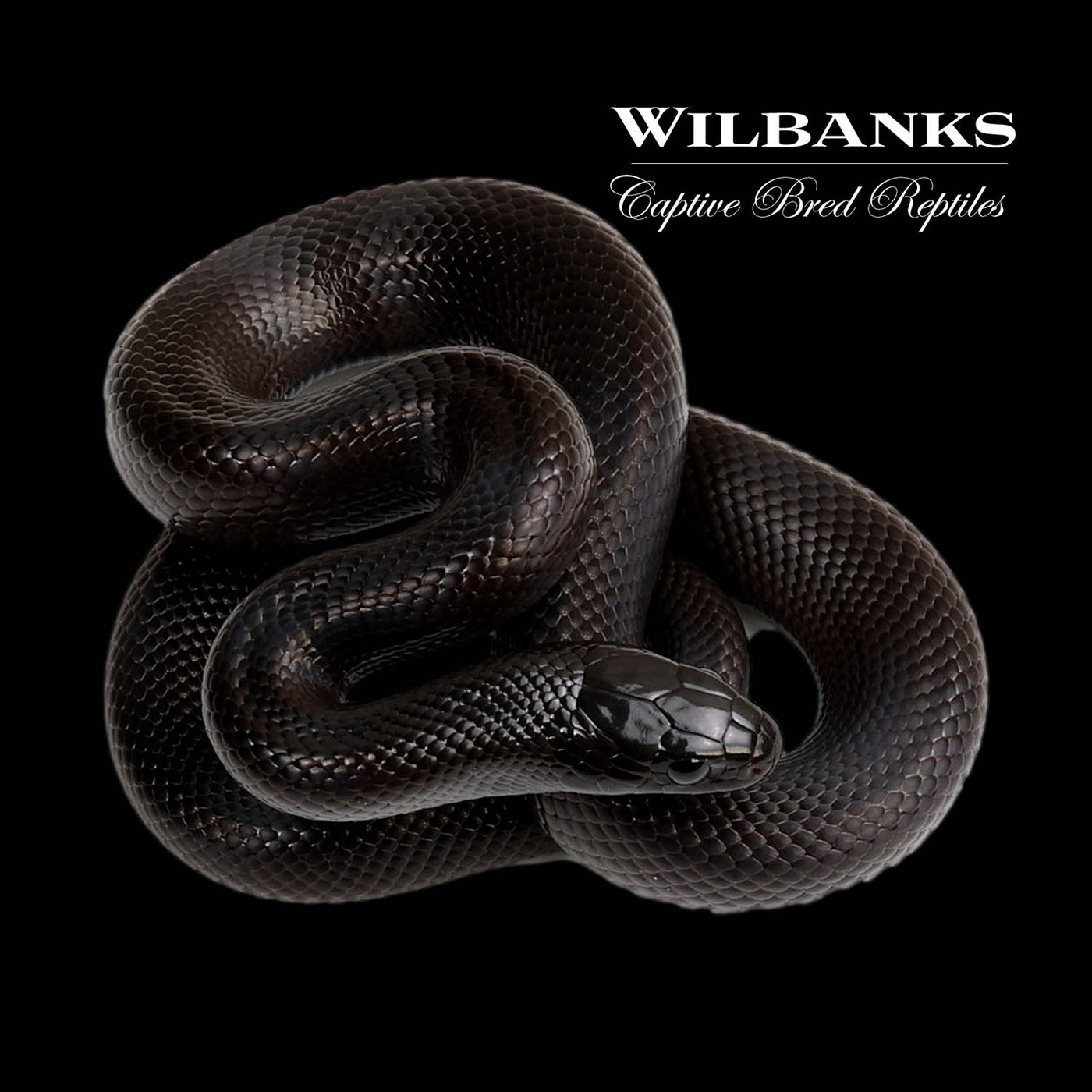 Mexican Black Kingsnake ♀ '22