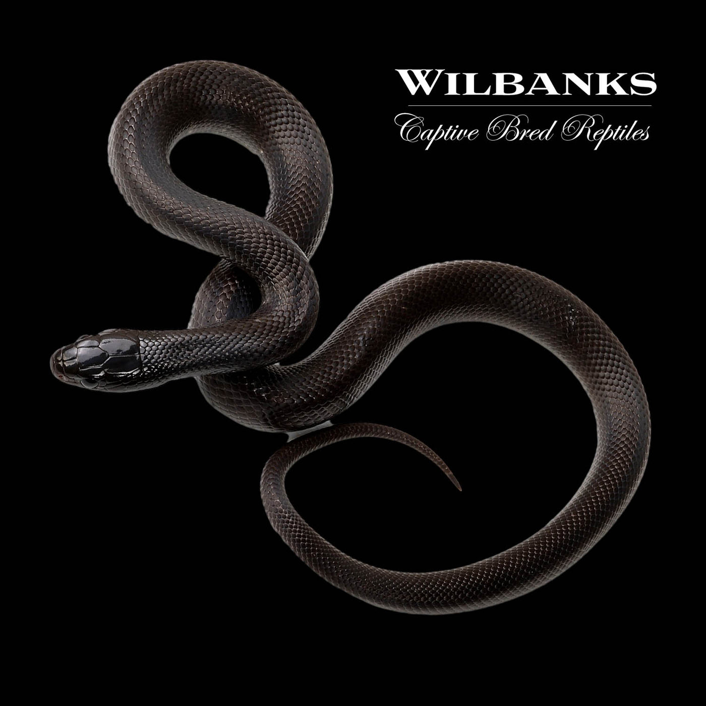 Mexican Black Kingsnake ♀ '22 Wilbanks Captive Bred Reptiles