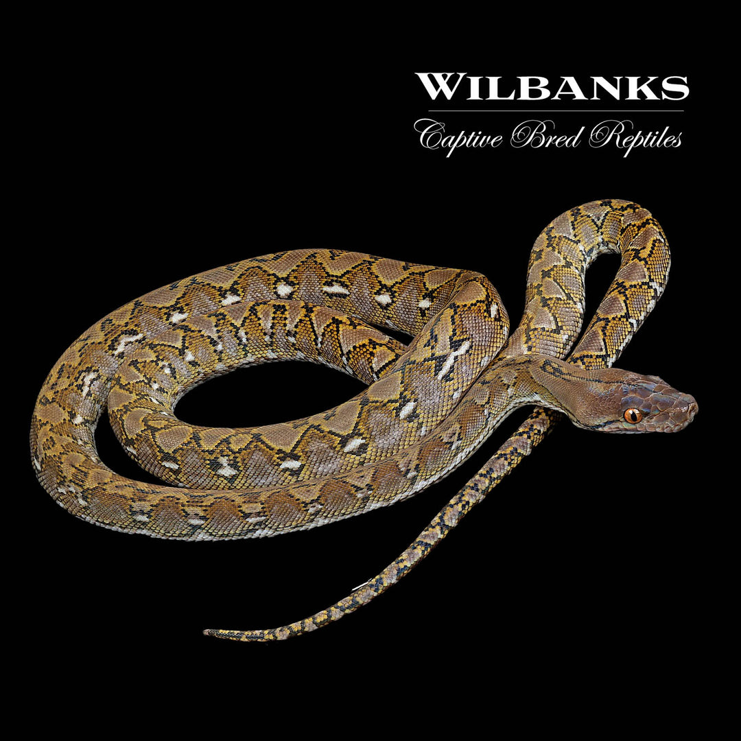 Dwarf Reticulated Pythons – Wilbanks Captive Bred Reptiles