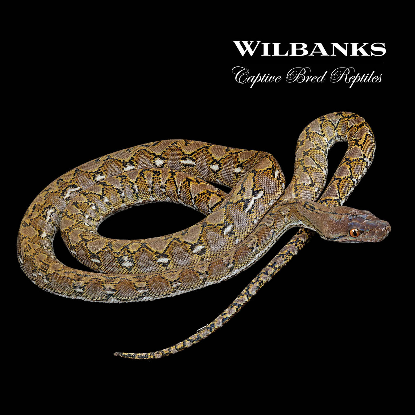 100% Pure Dwarf Jampea Reticulated Python ♀ '22