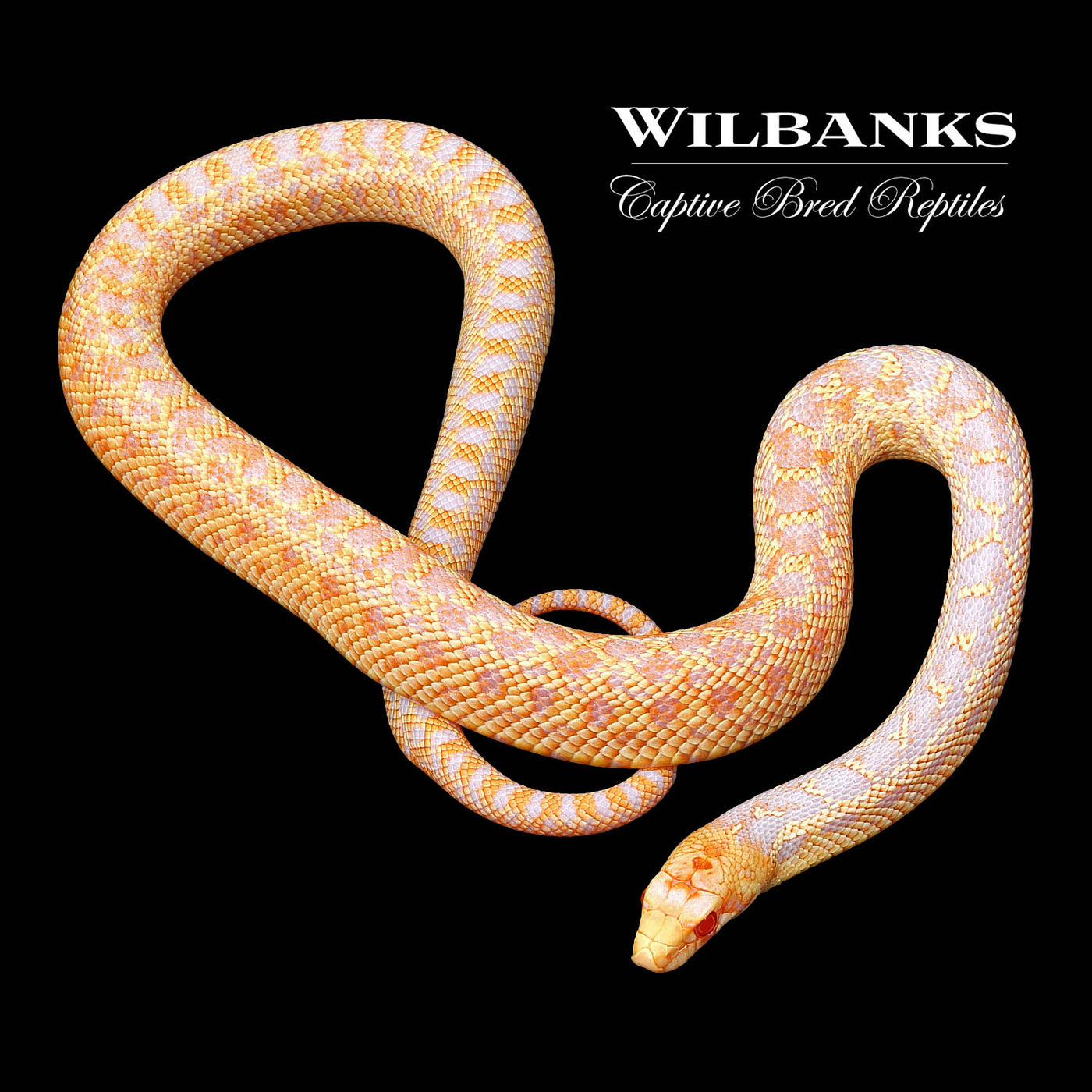 Applegate Albino San Diego Gopher Snake ♂ '22