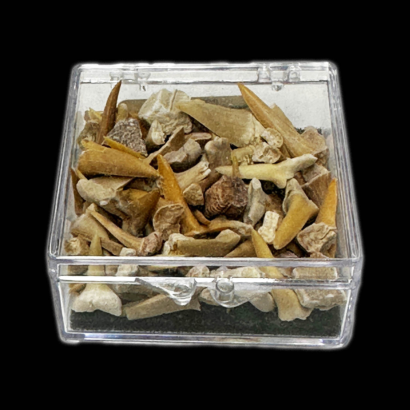 Assorted Prehistoric Shark Teeth