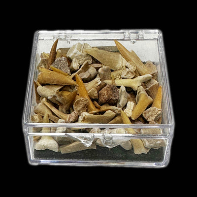Assorted Prehistoric Shark Teeth