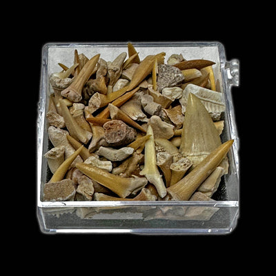 Assorted Prehistoric Shark Teeth