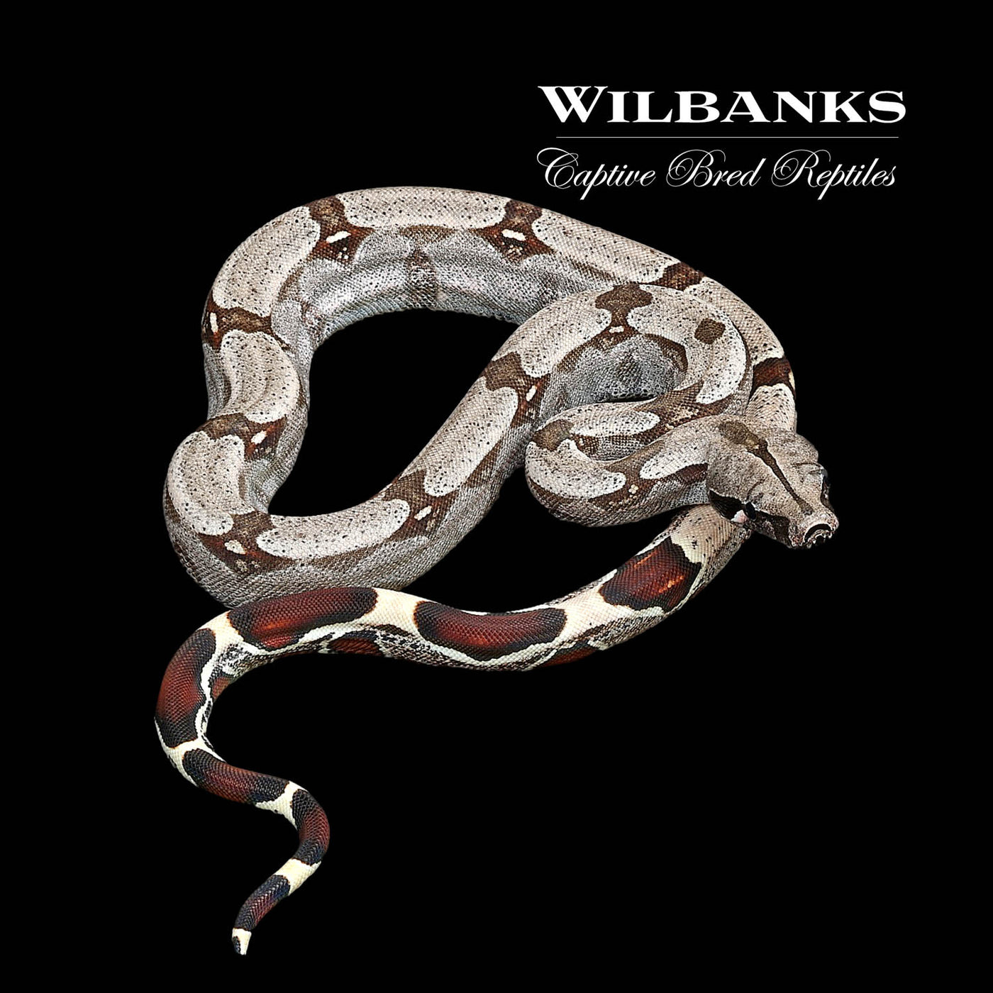 Surinam True Red Tailed Boa Constrictor ♀ '22