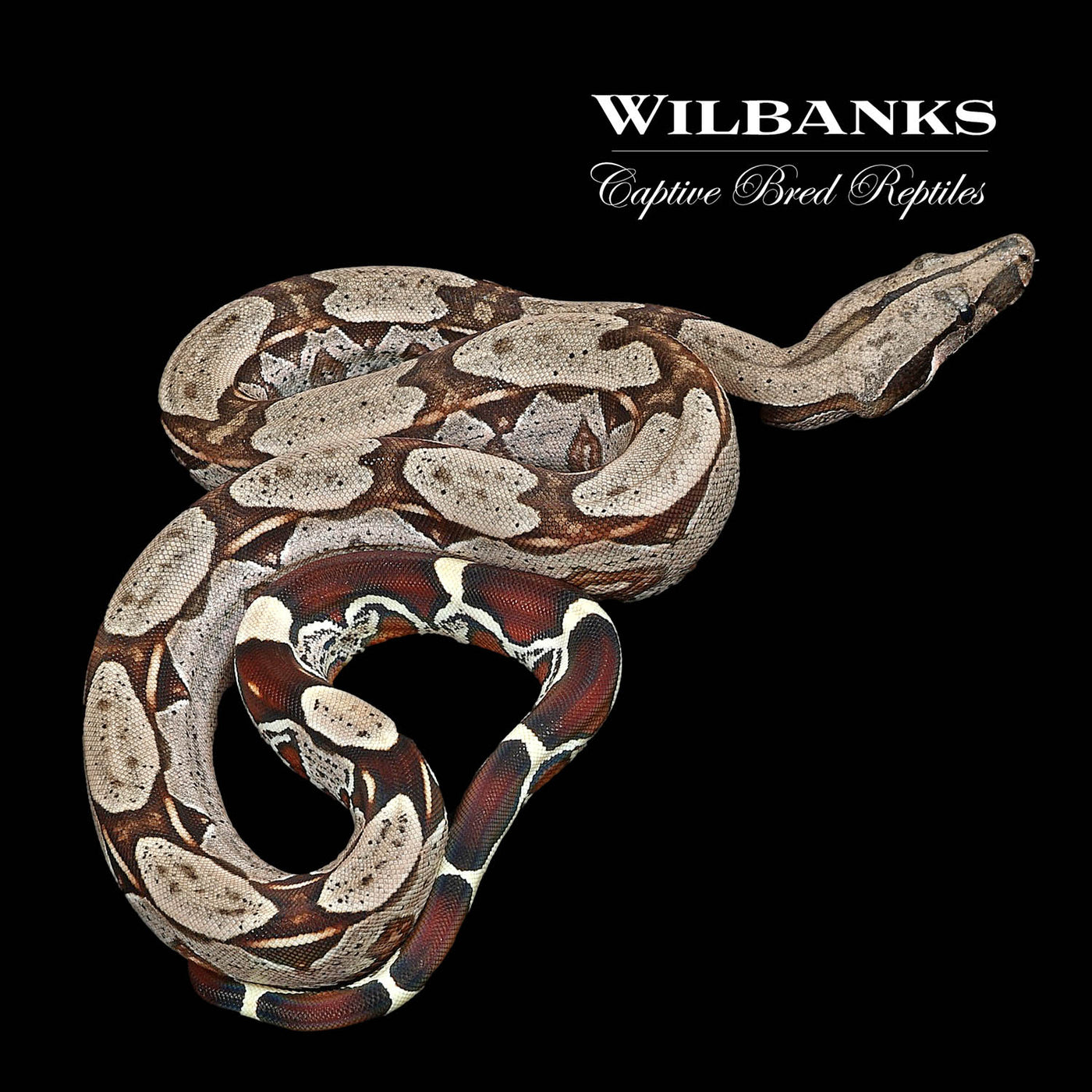 Guyana True Red Tailed Boa Constrictor ♂ '22