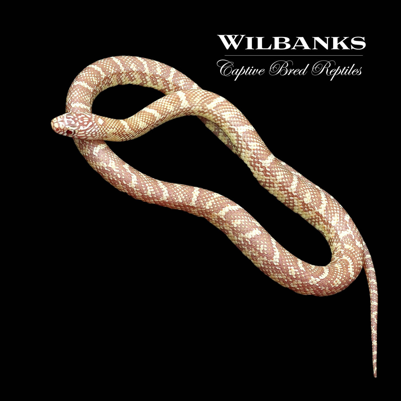 Lavender Albino Brooks Kingsnake ♂ '22
