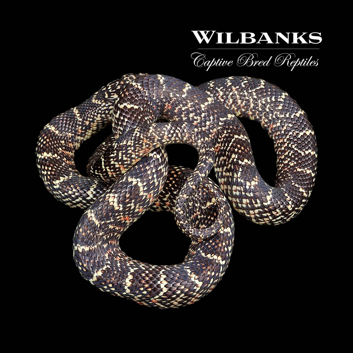 Brooks Kingsnake ♂ '22