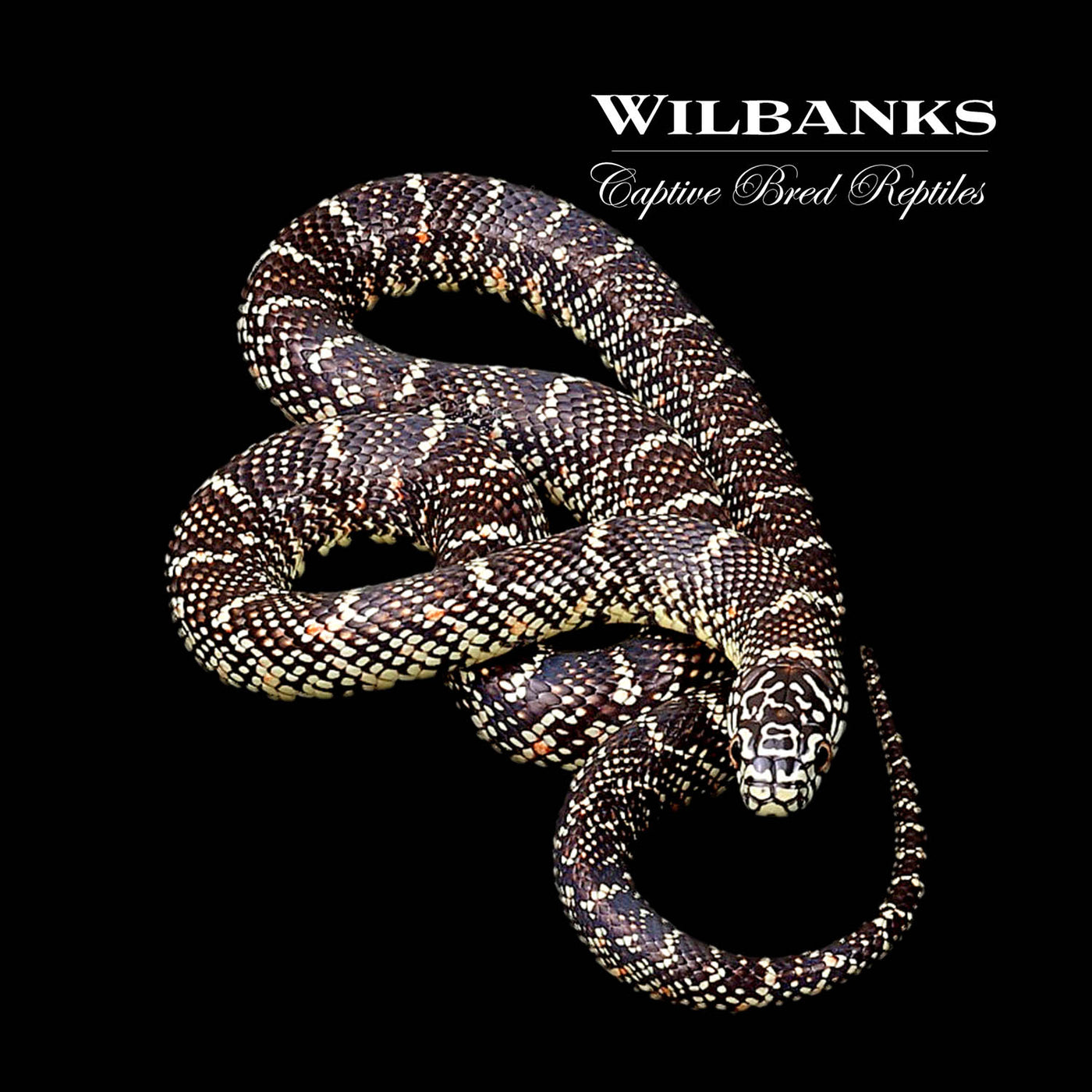 Brooks Kingsnake ♀ '22