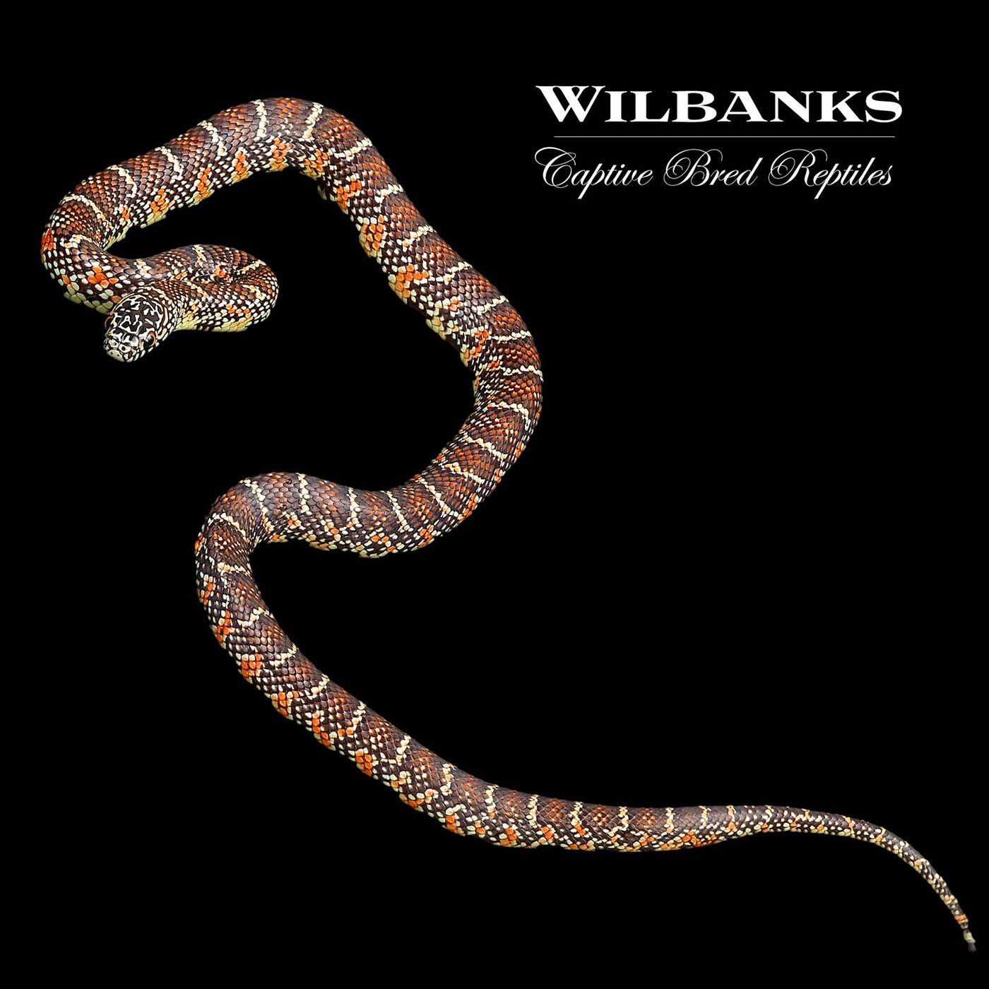 Brooks Kingsnake ♀ '22