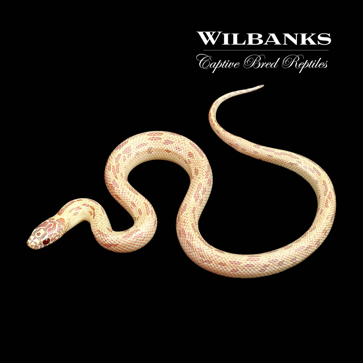 Amel Mosaic Florida Kingsnake ♂ '22