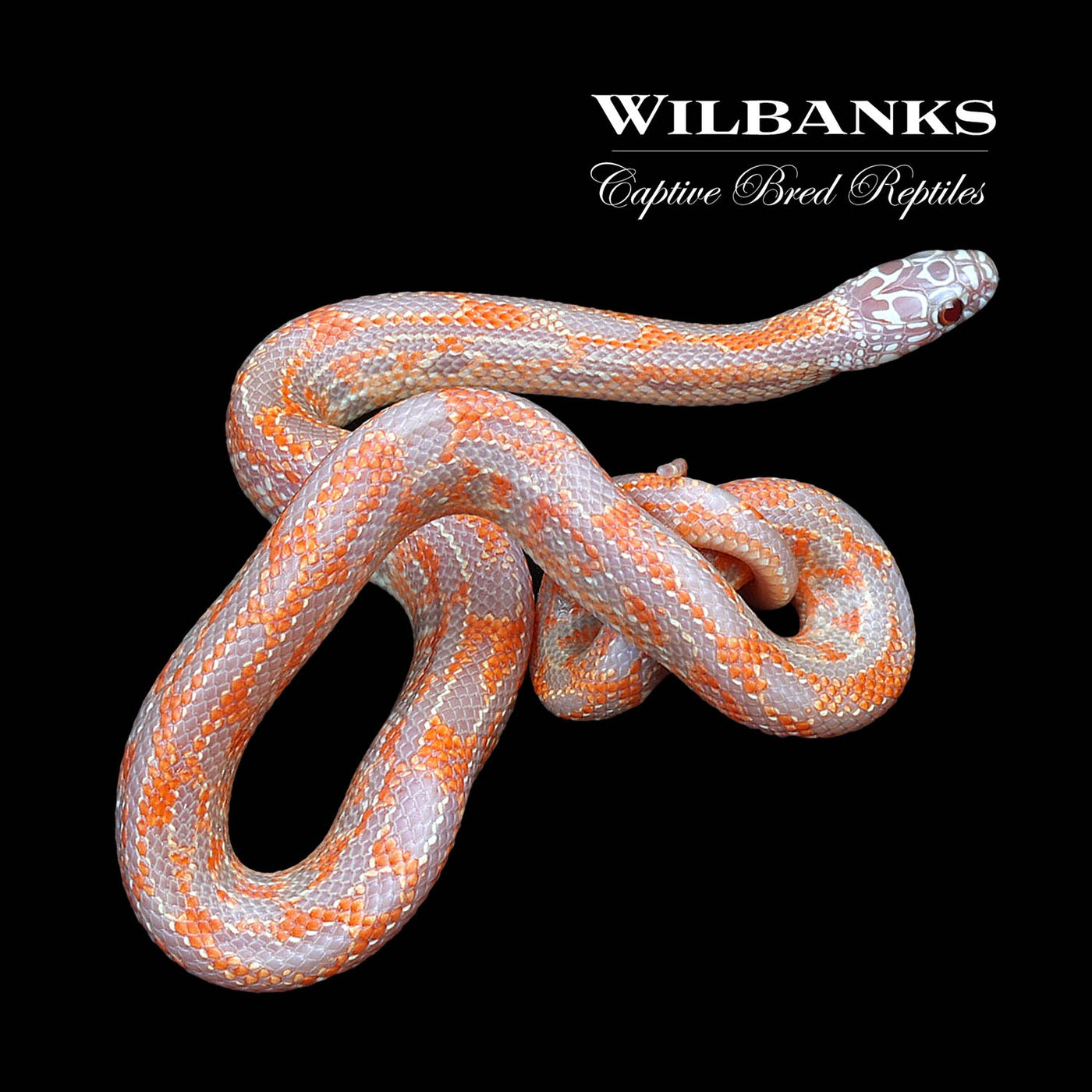 Amel Mosaic Florida Kingsnake ♀ '22