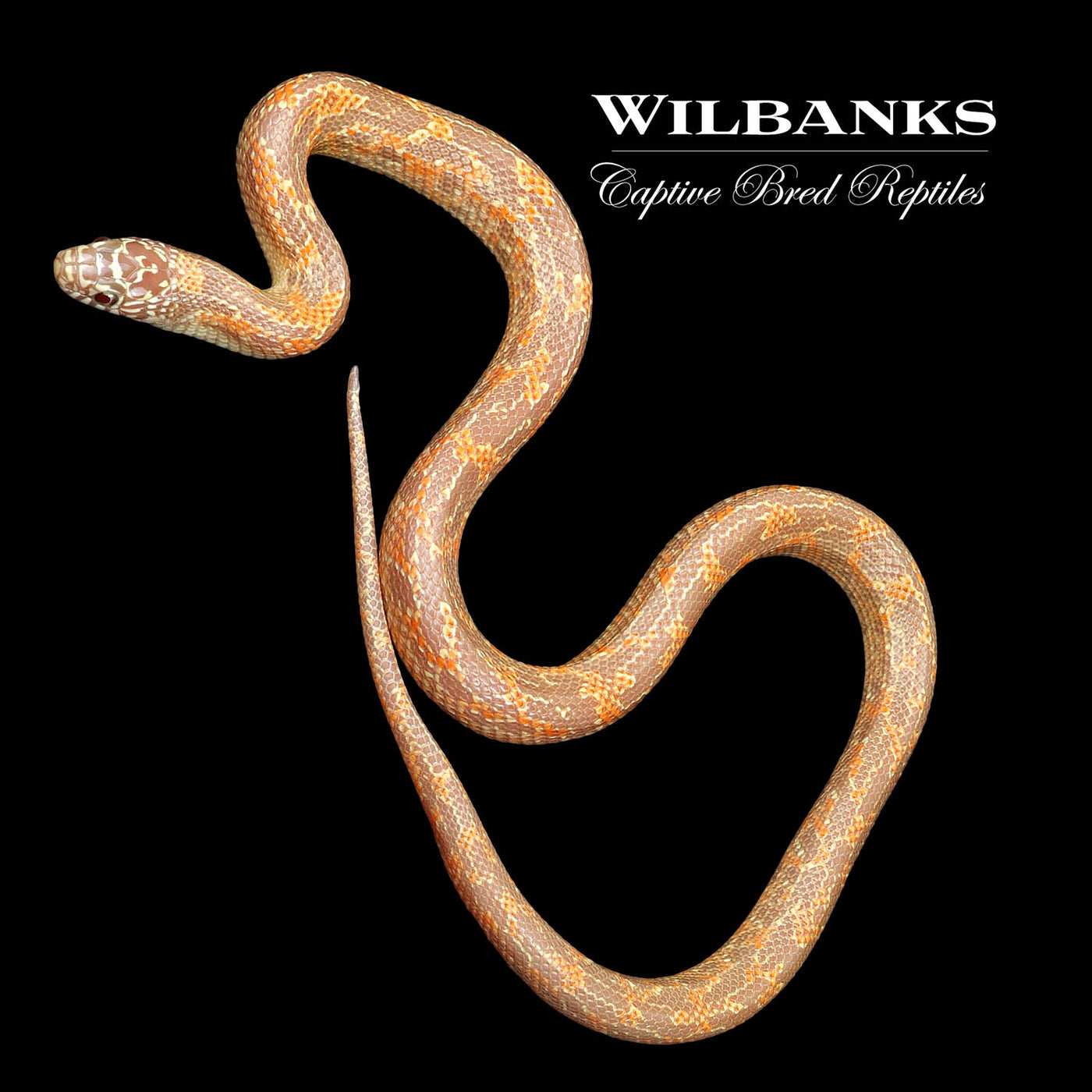 Amel Mosaic Florida Kingsnake ♀ '22