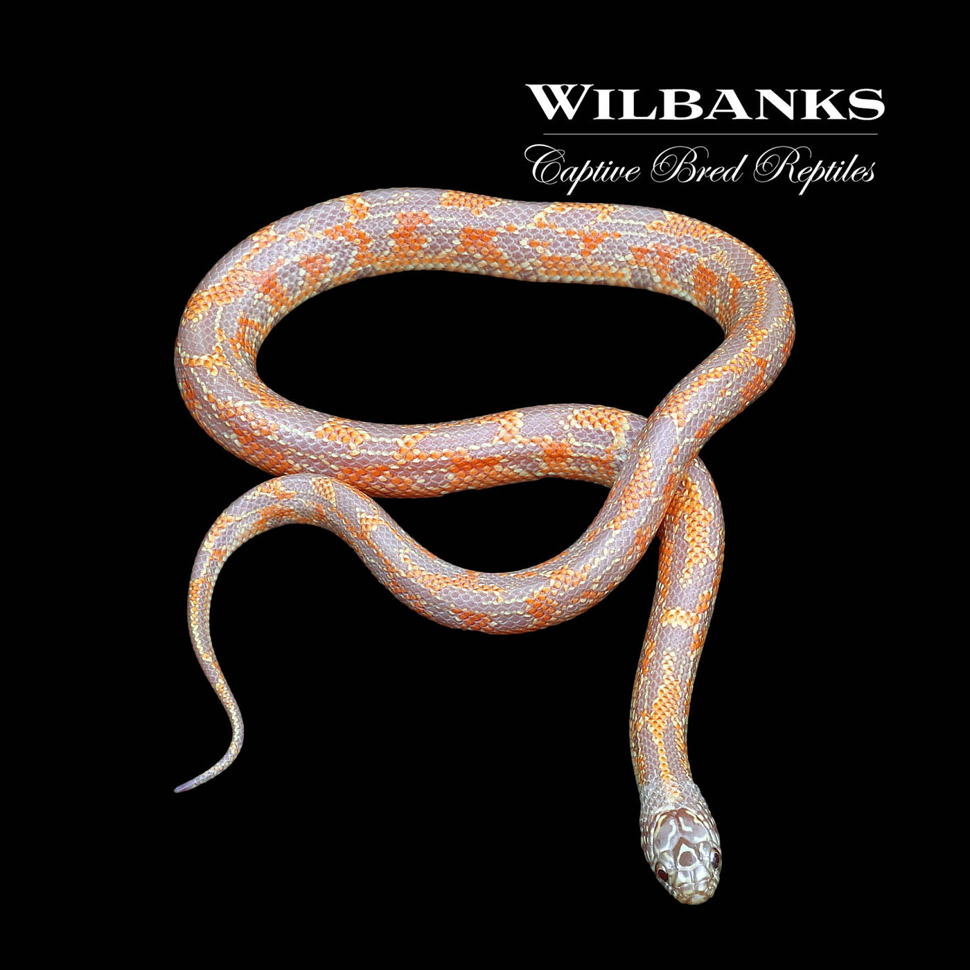 Amel Mosaic Florida Kingsnake ♀ '22