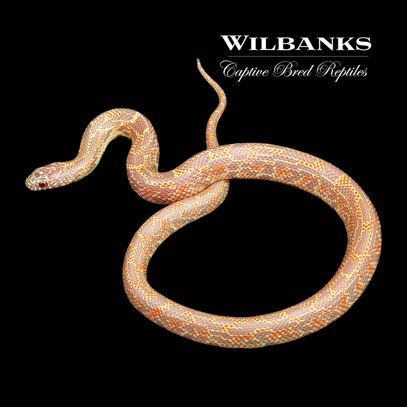 Amel Mosaic Florida Kingsnake ♀ '22