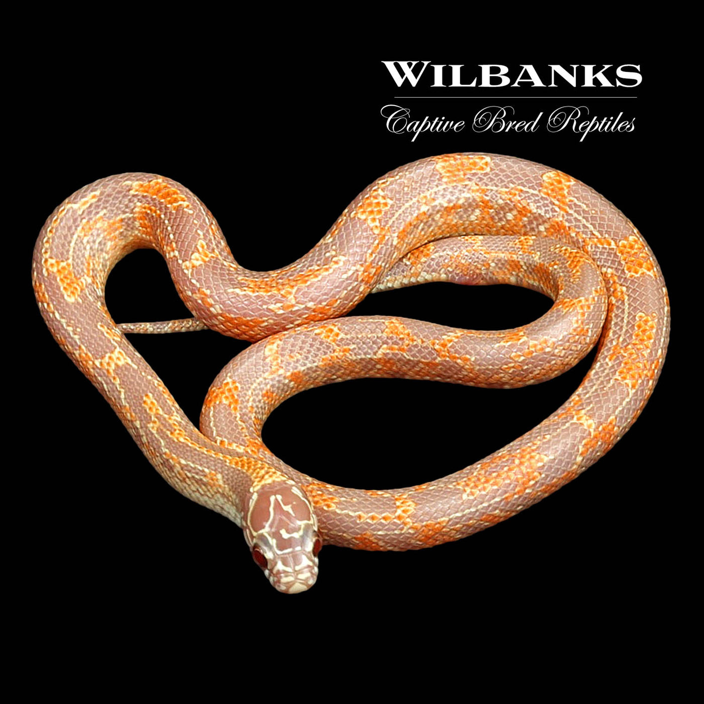Amel Mosaic Florida Kingsnake ♀ '22