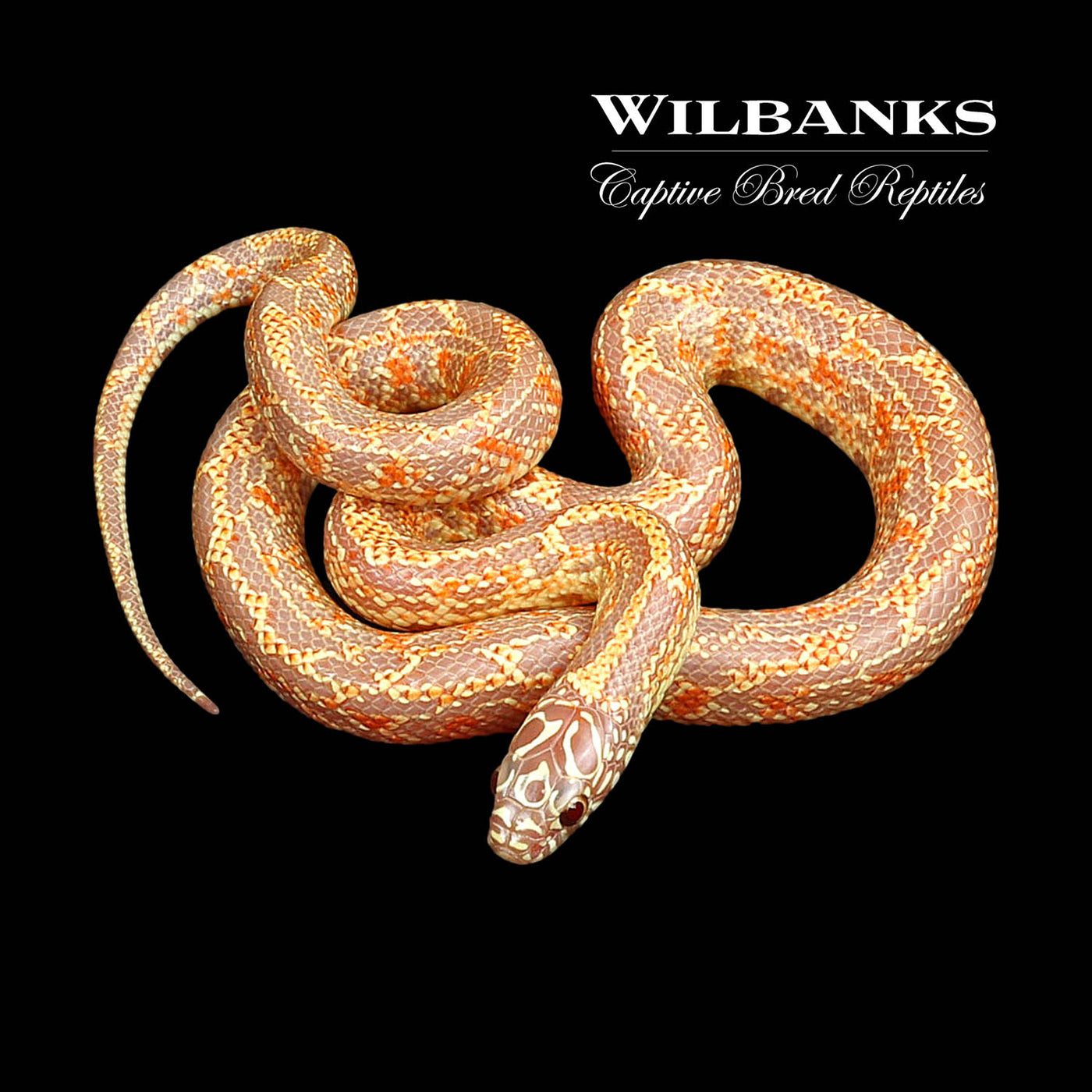 Amel Mosaic Florida Kingsnake ♂ '22
