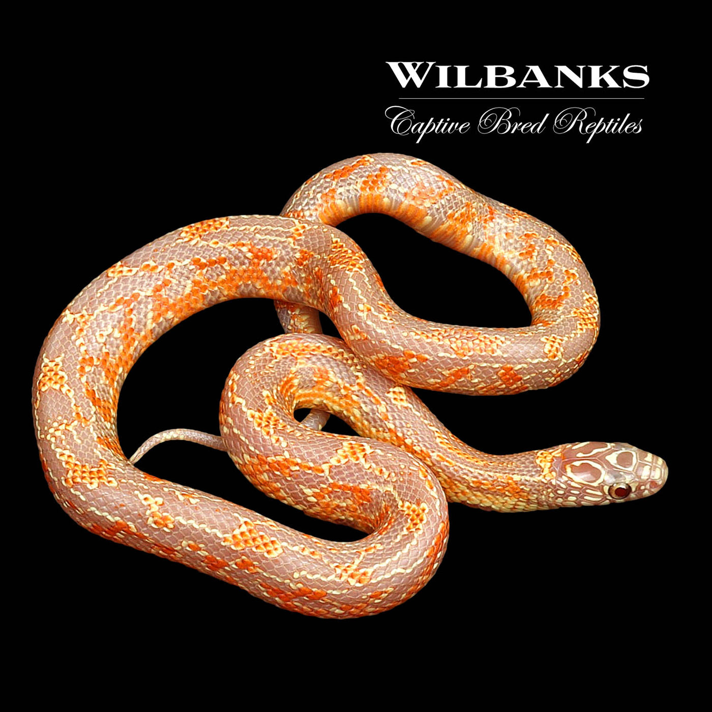 Amel Mosaic Florida Kingsnake ♀ '22