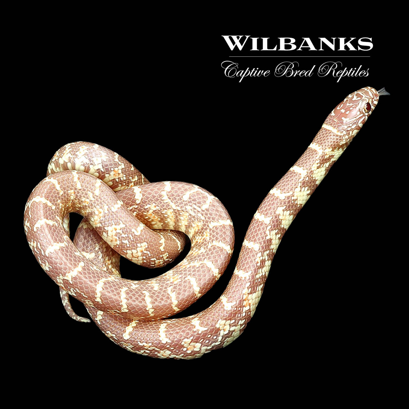 Amel Florida Kingsnake ♀ '22