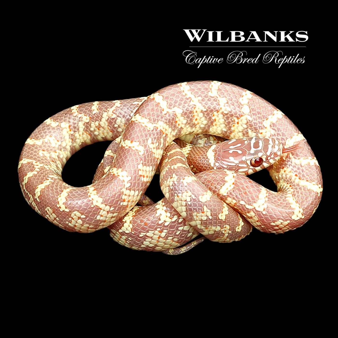 Amel Florida Kingsnake ♂ '22