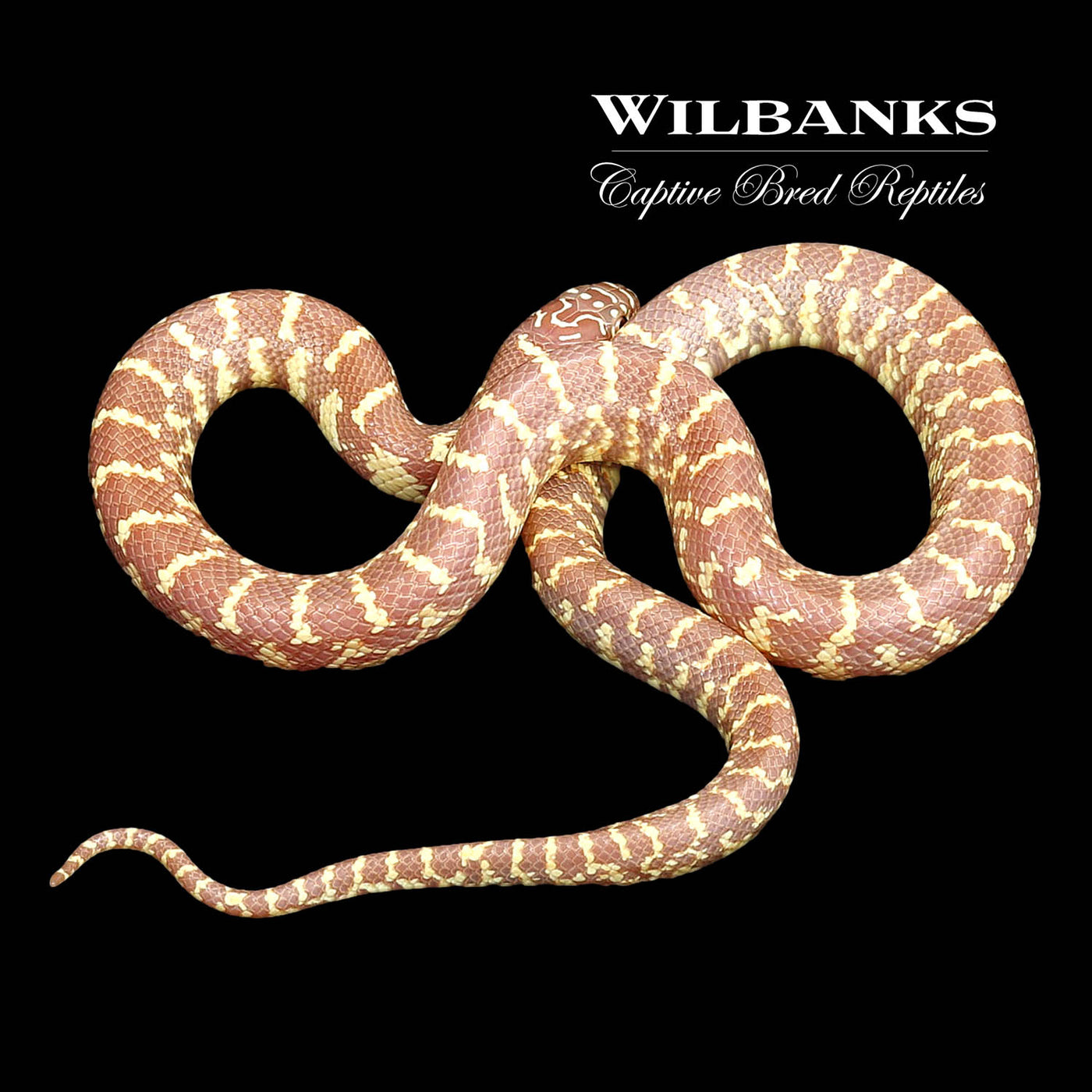 Amel Florida Kingsnake ♂ '22