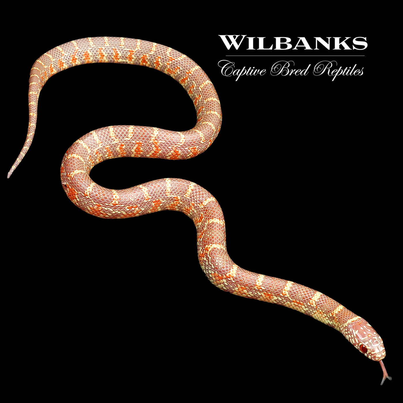 Amel Florida Kingsnake ♀ '22