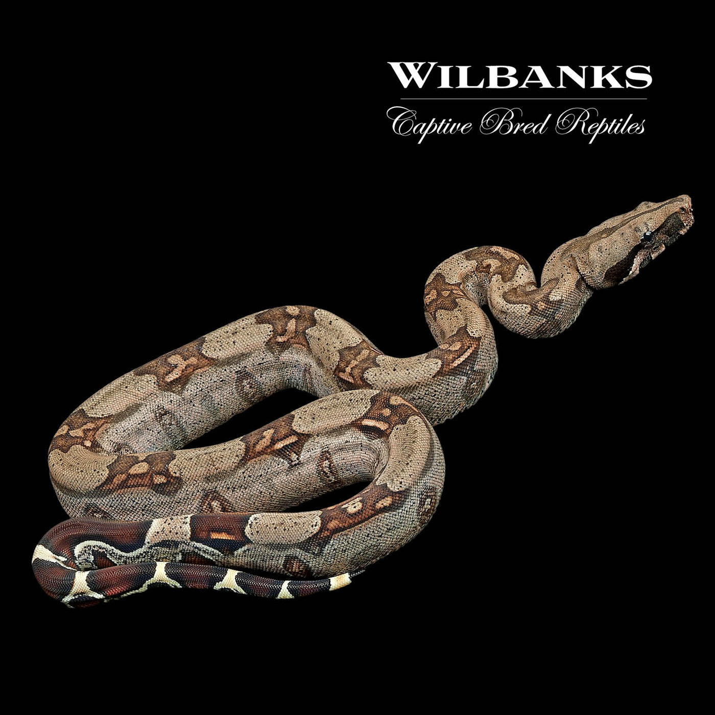Guyana True Red Tailed Boa Constrictor ♂ '22