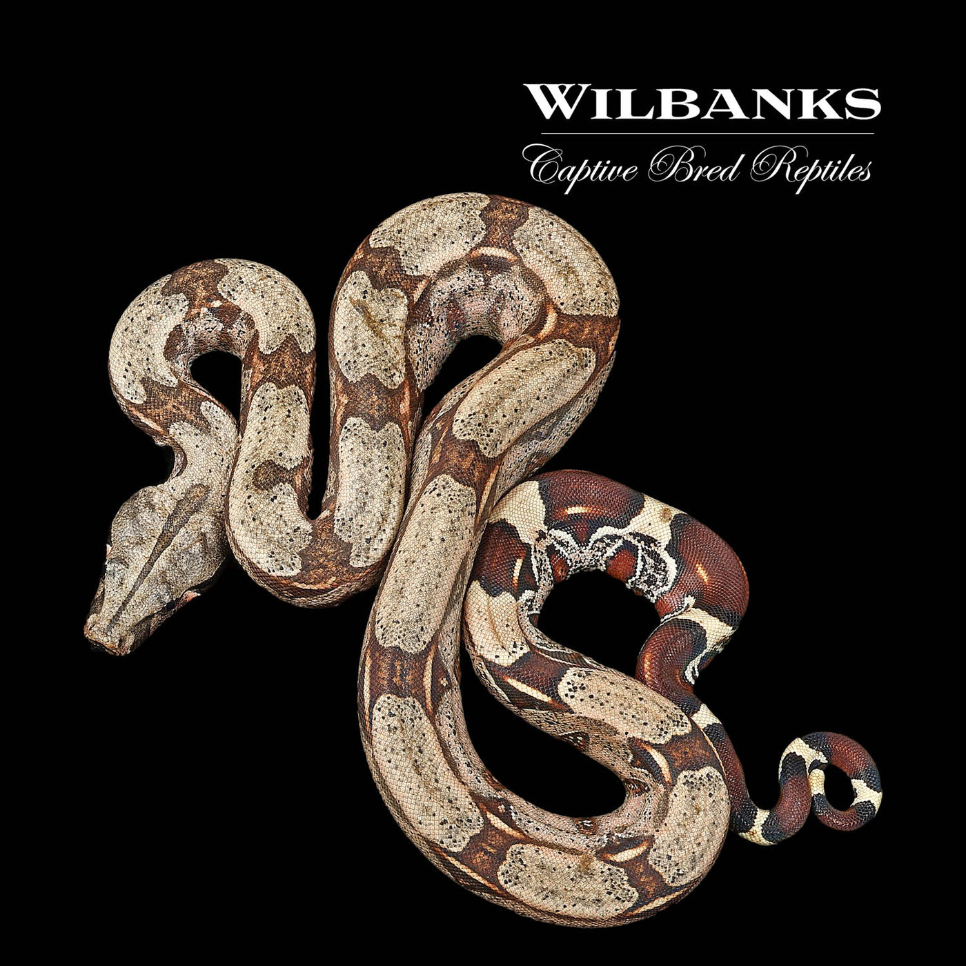 Guyana True Red Tailed Boa Constrictor ♀ '22