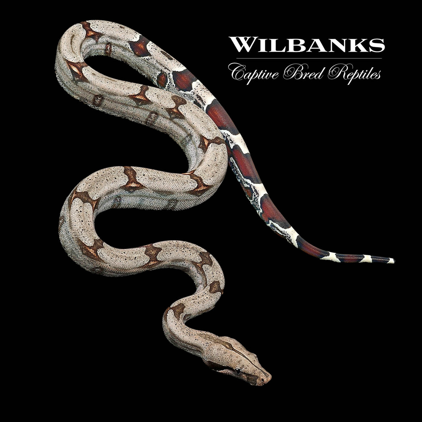 Guyana True Red Tailed Boa Constrictor ♀ '22