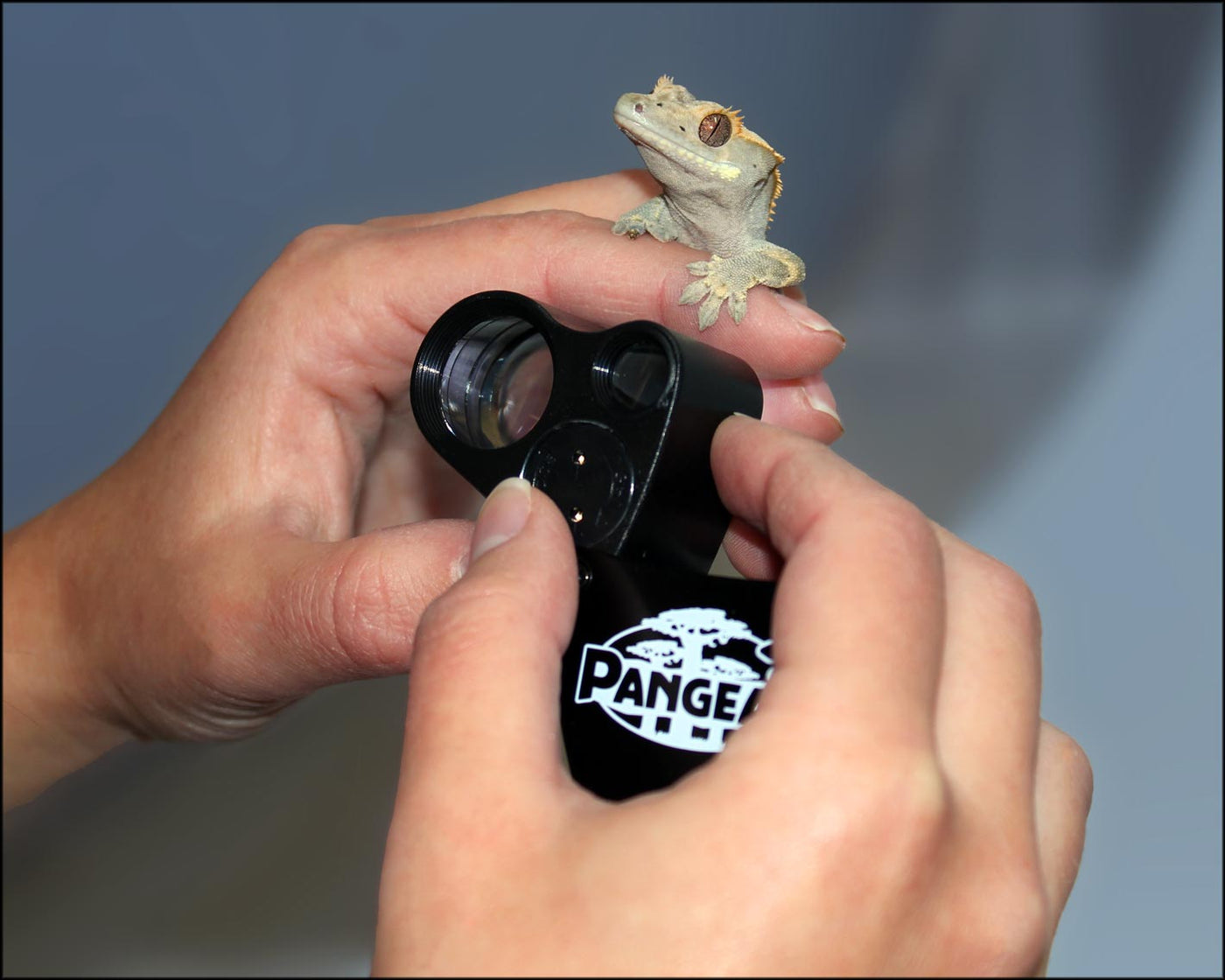 Pangea 30x-60x Gecko Sexing Loupe