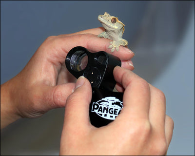 Pangea 30x-60x Gecko Sexing Loupe