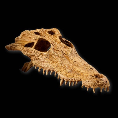 Exo Terra Terrarium Decor Croc Skull
