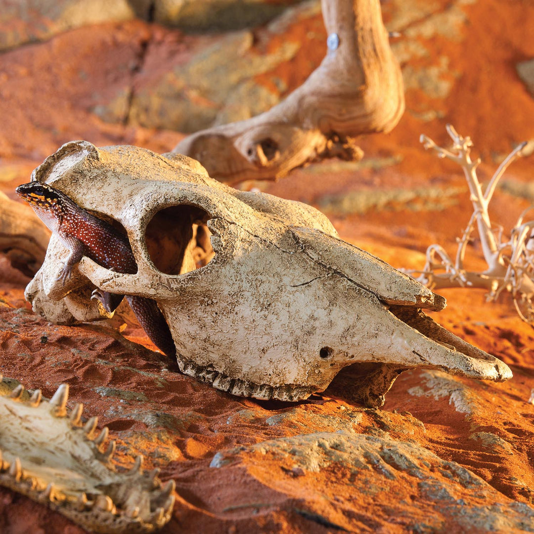 Exo Terra Terrarium Decor Buffalo Skull – Wilbanks Captive Bred