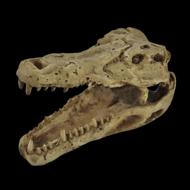 Pangea Crocodile Skull