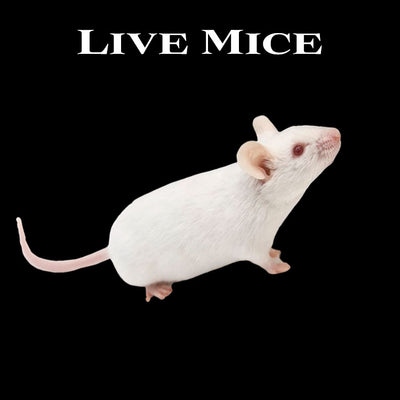 Live Mice - Wilbanks Premium Nutrition - Pickup Only