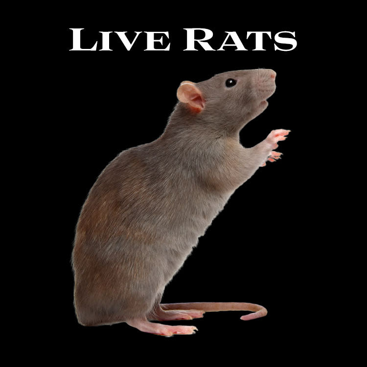 Live Rats - Wilbanks Premium Nutrition - Pickup Only