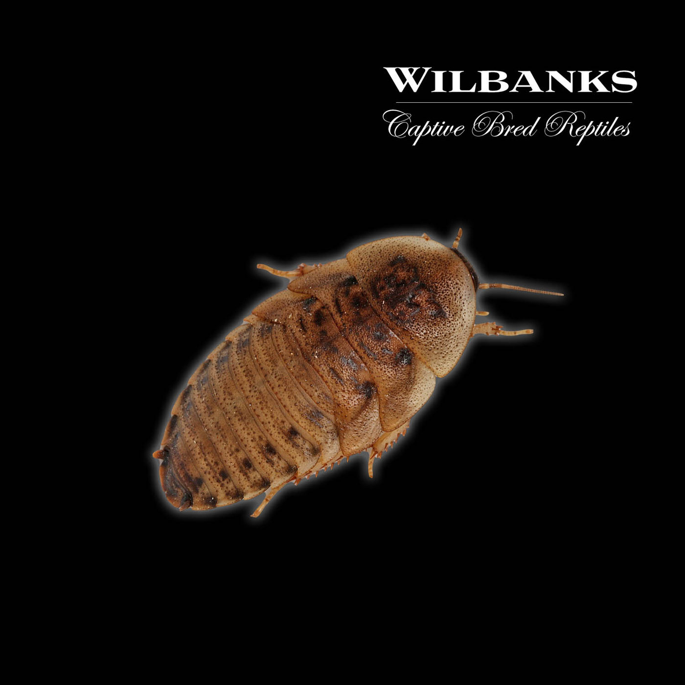 Dubia Roaches (Pickup Only)