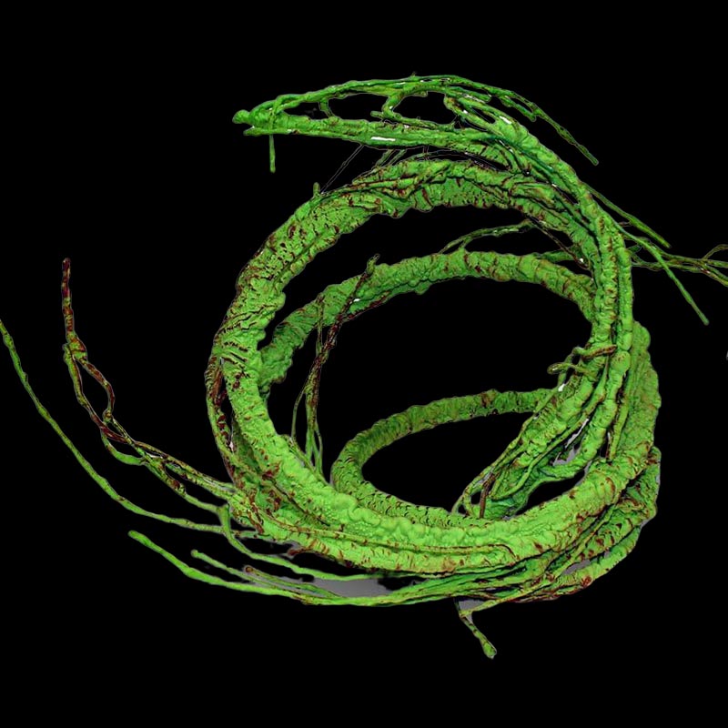 Pangea Reptile Vine with Branches