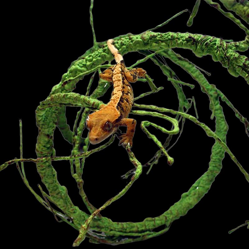 Ultimate reptile supplies wholesale 2025